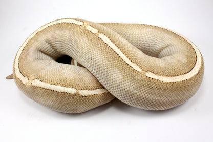 Mystic Potion Ball Python