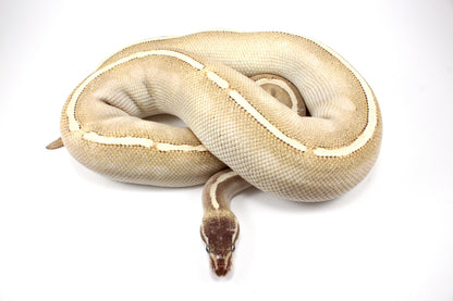 Mystic Potion Ball Python