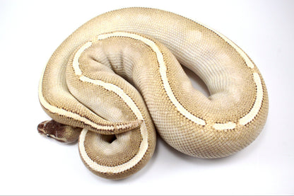 Mystic Potion Ball Python