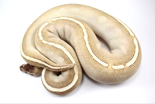 Mystic Potion Ball Python