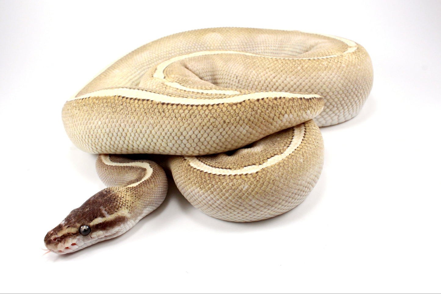 Mystic Potion Ball Python