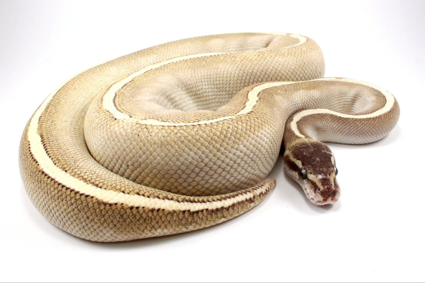 Mystic Potion Ball Python