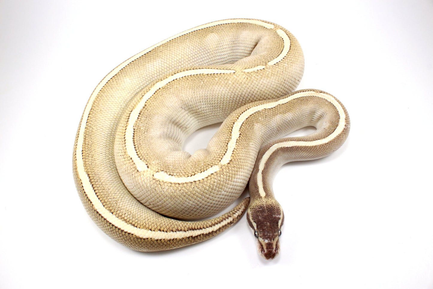 Mystic Potion Ball Python