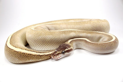 Mystic Potion Ball Python
