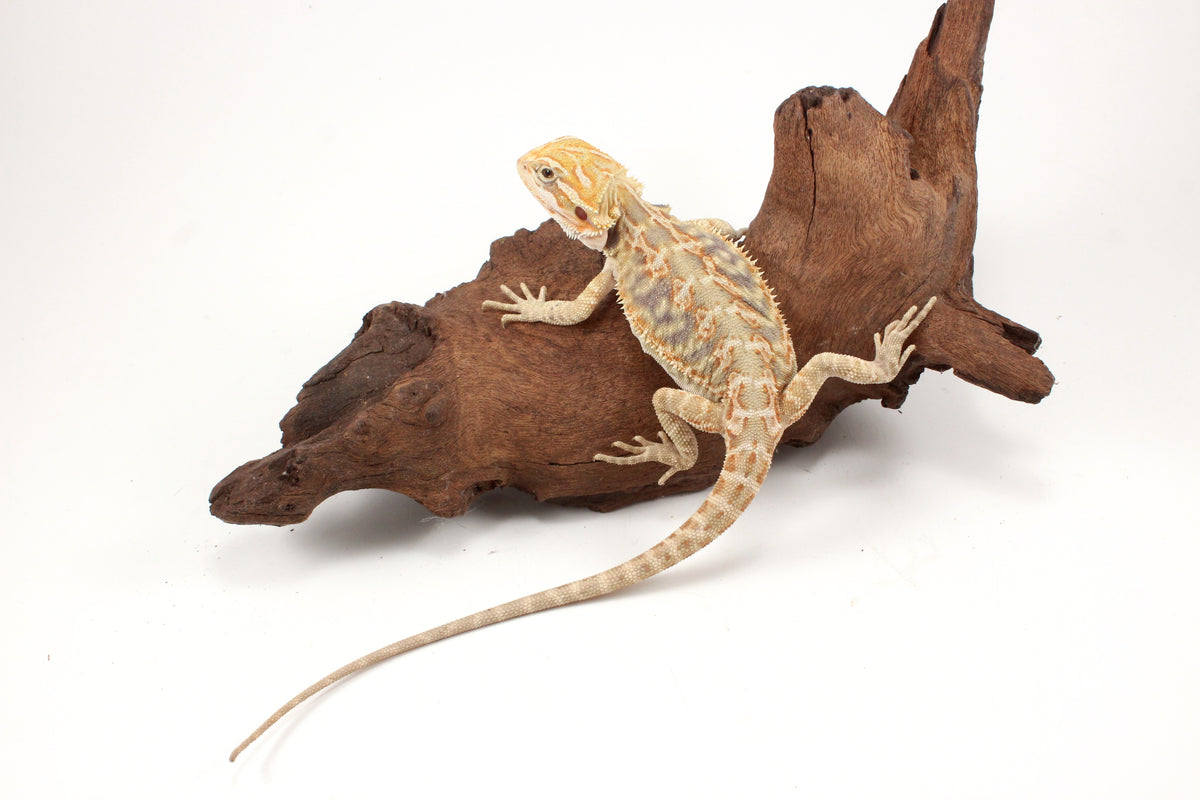 Hypo Leatherback Citrus Tiger Bearded Dragon