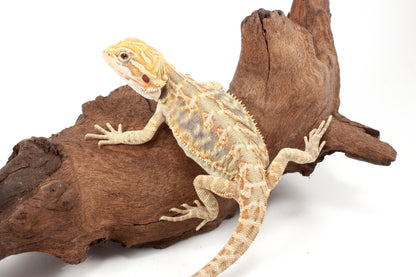 Hypo Leatherback Citrus Tiger Bearded Dragon