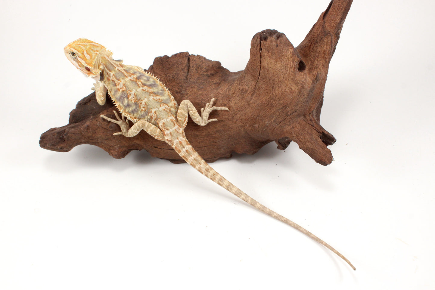 Hypo Leatherback Citrus Tiger Bearded Dragon