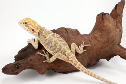 Hypo Leatherback Citrus Tiger Bearded Dragon