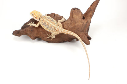 Hypo Leatherback Citrus Tiger Bearded Dragon
