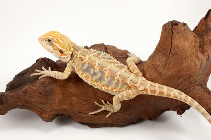 Hypo Leatherback Citrus Tiger Bearded Dragon