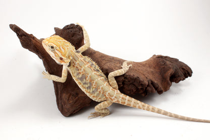 Hypo Leatherback Citrus Tiger Bearded Dragon