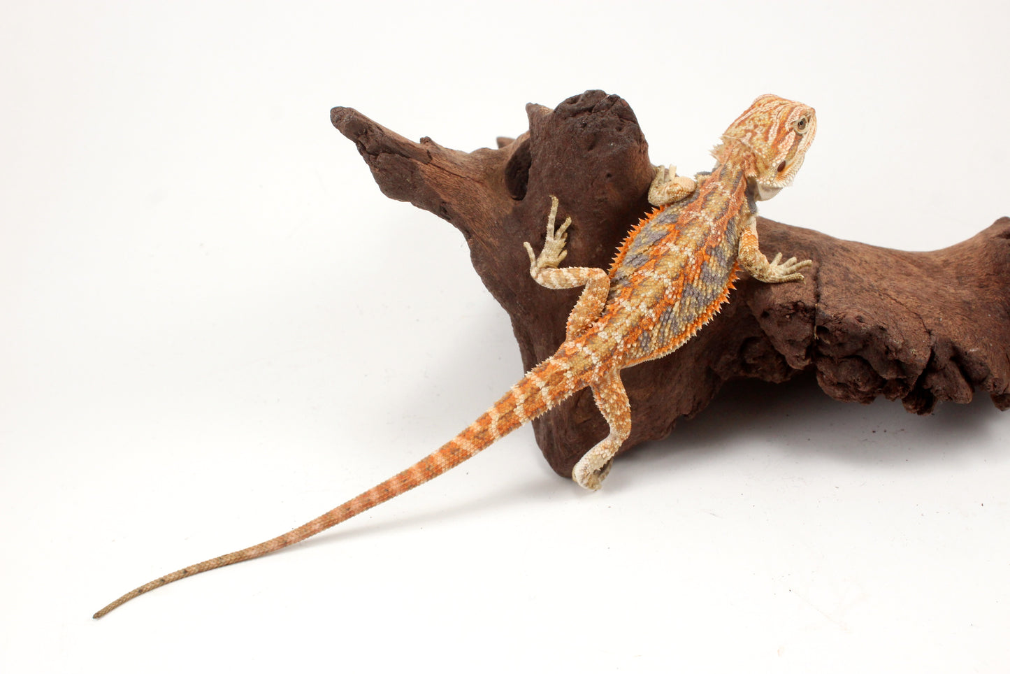Hypo Tiger Extreme Blue Bar Bearded Dragon