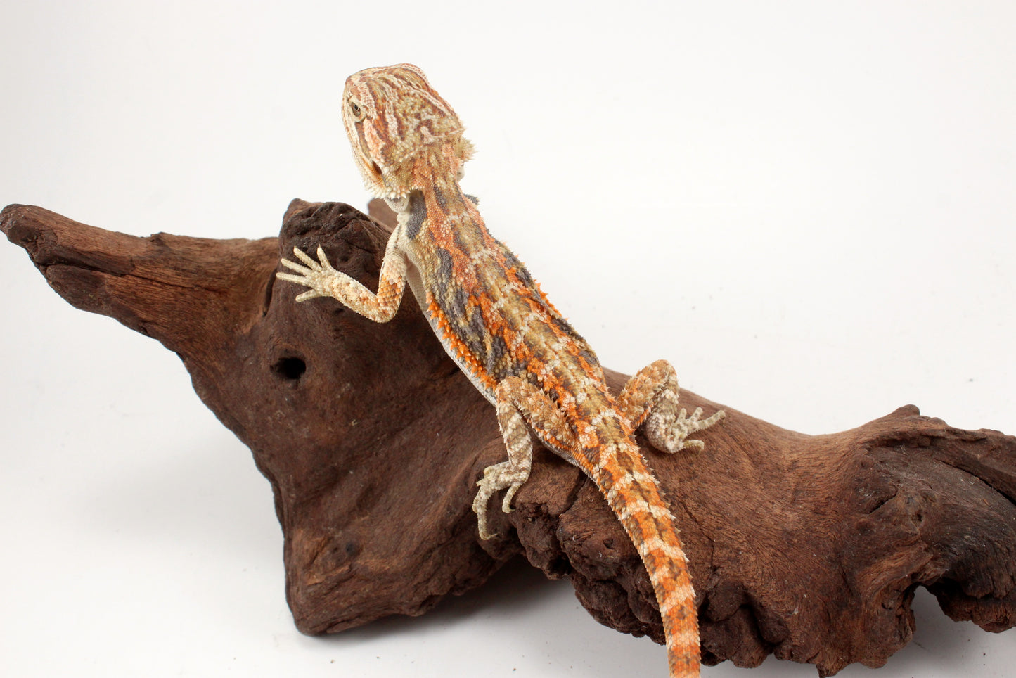 Hypo Tiger Extreme Blue Bar Bearded Dragon