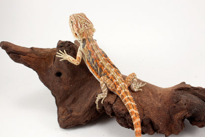 Hypo Tiger Extreme Blue Bar Bearded Dragon