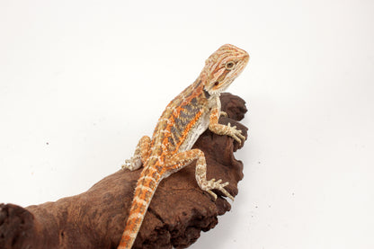Hypo Tiger Extreme Blue Bar Bearded Dragon