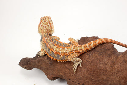 Hypo Tiger Extreme Blue Bar Bearded Dragon