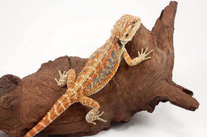 Hypo Tiger Extreme Blue Bar Bearded Dragon