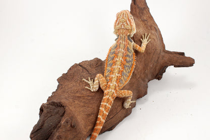 Hypo Tiger Extreme Blue Bar Bearded Dragon