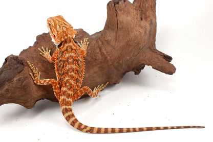 Red Tiger 50% Red Monster Bearded Dragon