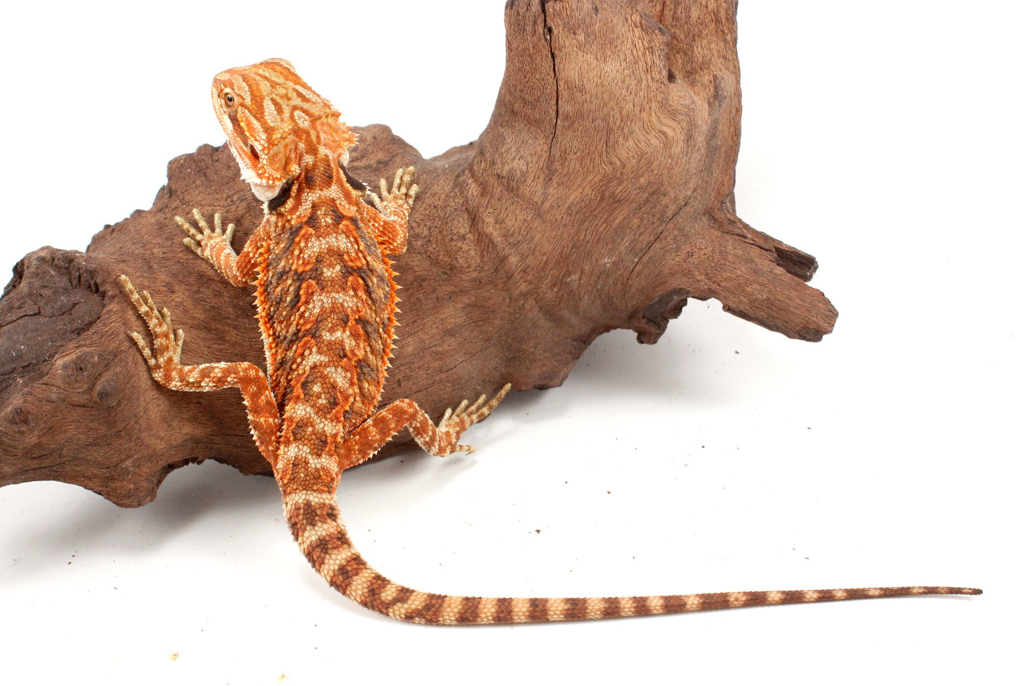 Red Tiger 50% Red Monster Bearded Dragon