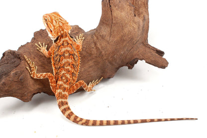 Red Tiger 50% Red Monster Bearded Dragon