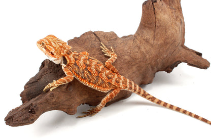 Red Tiger 50% Red Monster Bearded Dragon