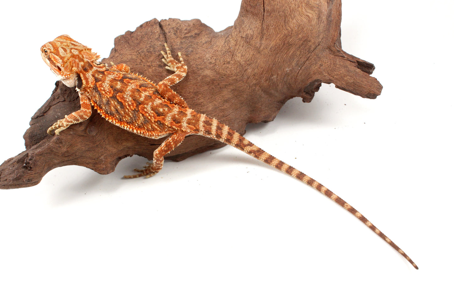 Red Tiger 50% Red Monster Bearded Dragon