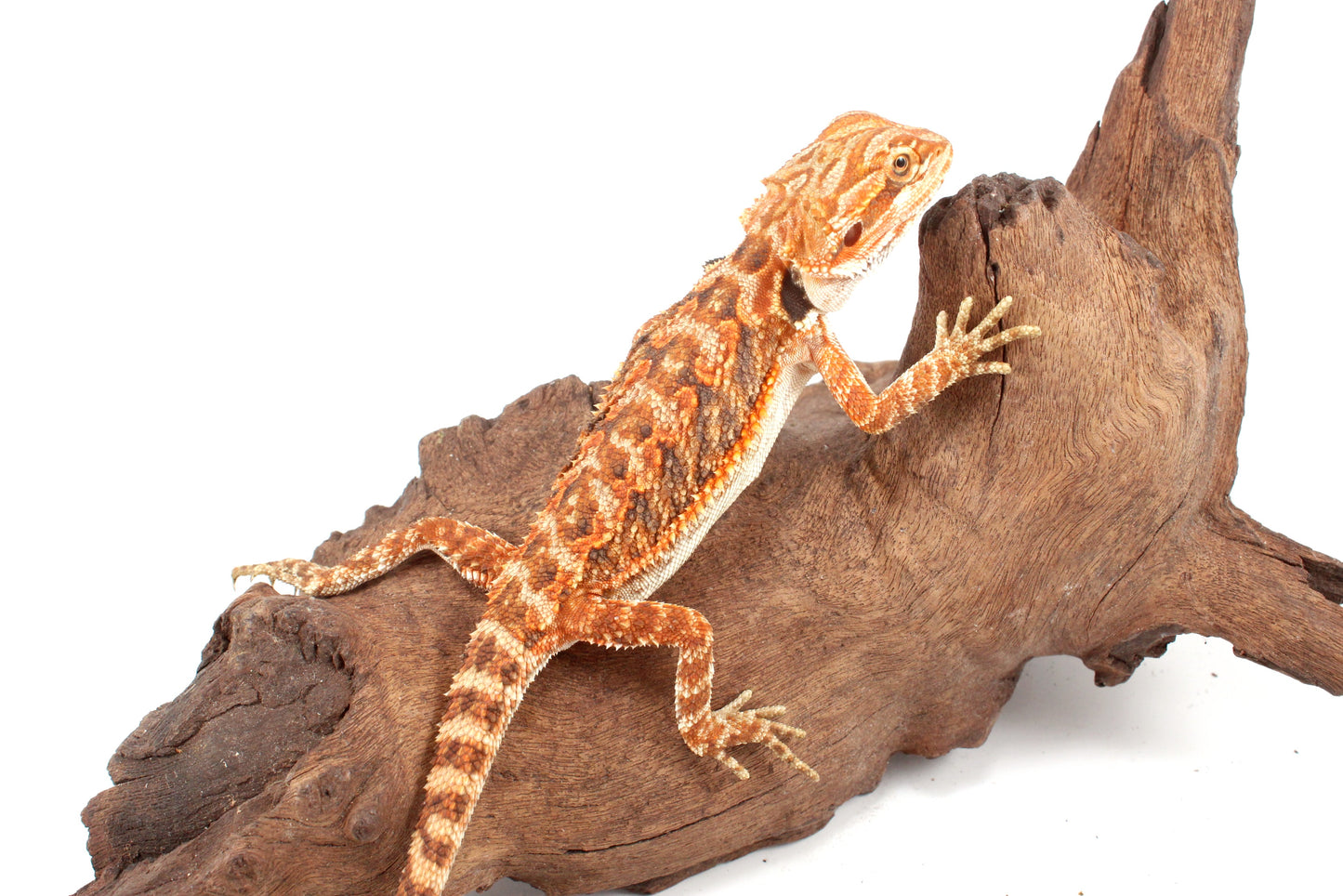 Red Tiger 50% Red Monster Bearded Dragon
