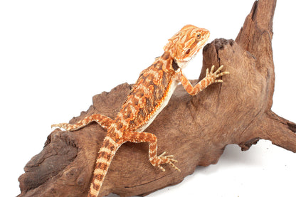 Red Tiger 50% Red Monster Bearded Dragon