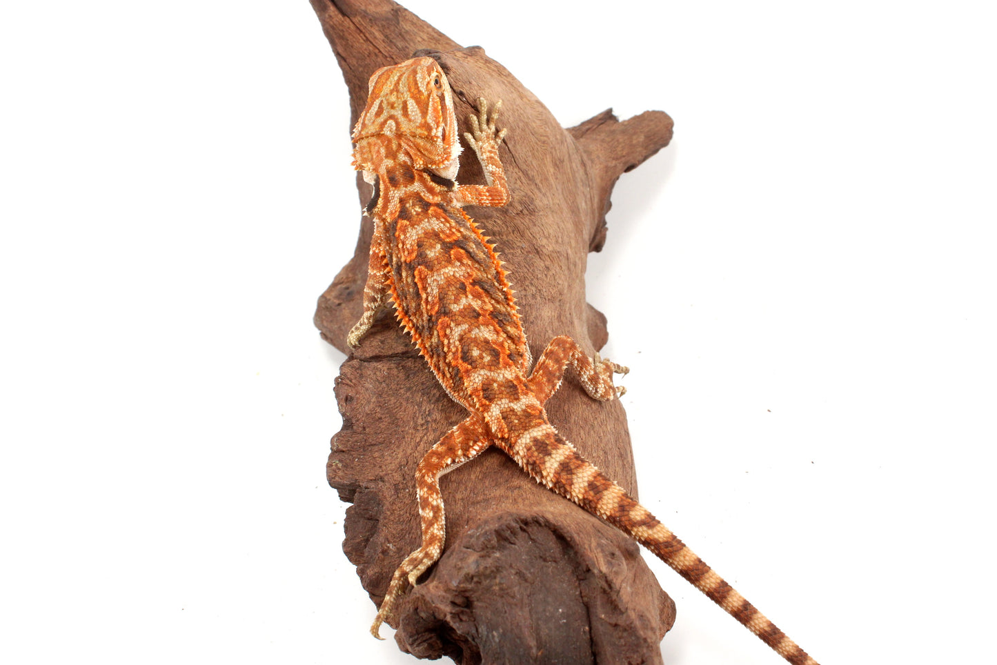 Red Tiger 50% Red Monster Bearded Dragon