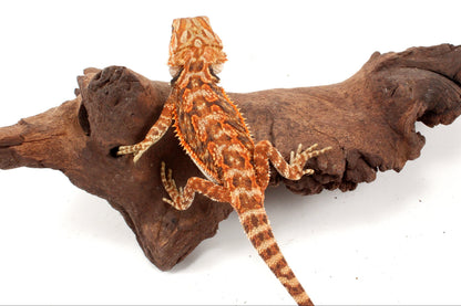 Red Tiger 50% Red Monster Bearded Dragon
