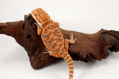 Hypo Leatherback Orange Tiger Blue Bar Bearded Dragon