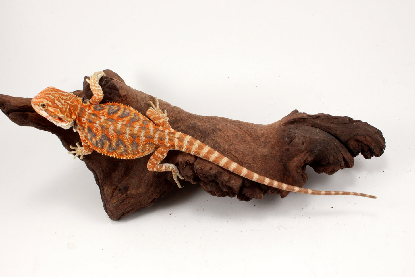 Hypo Leatherback Orange Tiger Blue Bar Bearded Dragon