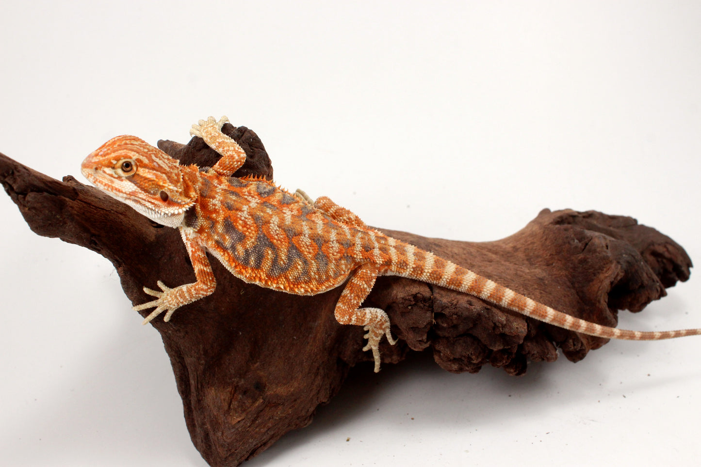 Hypo Leatherback Orange Tiger Blue Bar Bearded Dragon