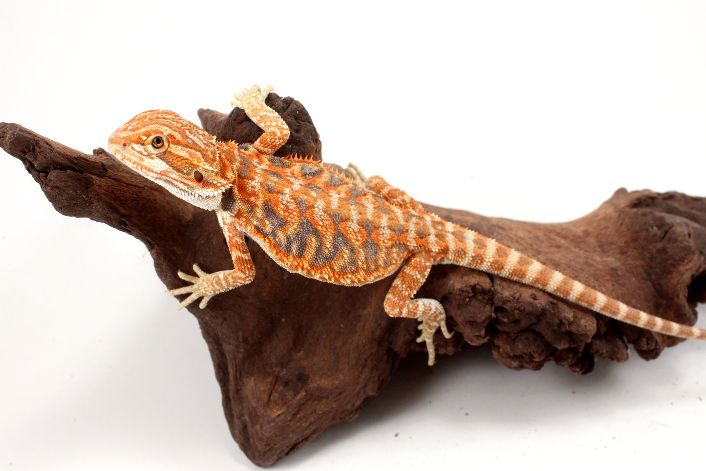 Hypo Leatherback Orange Tiger Blue Bar Bearded Dragon