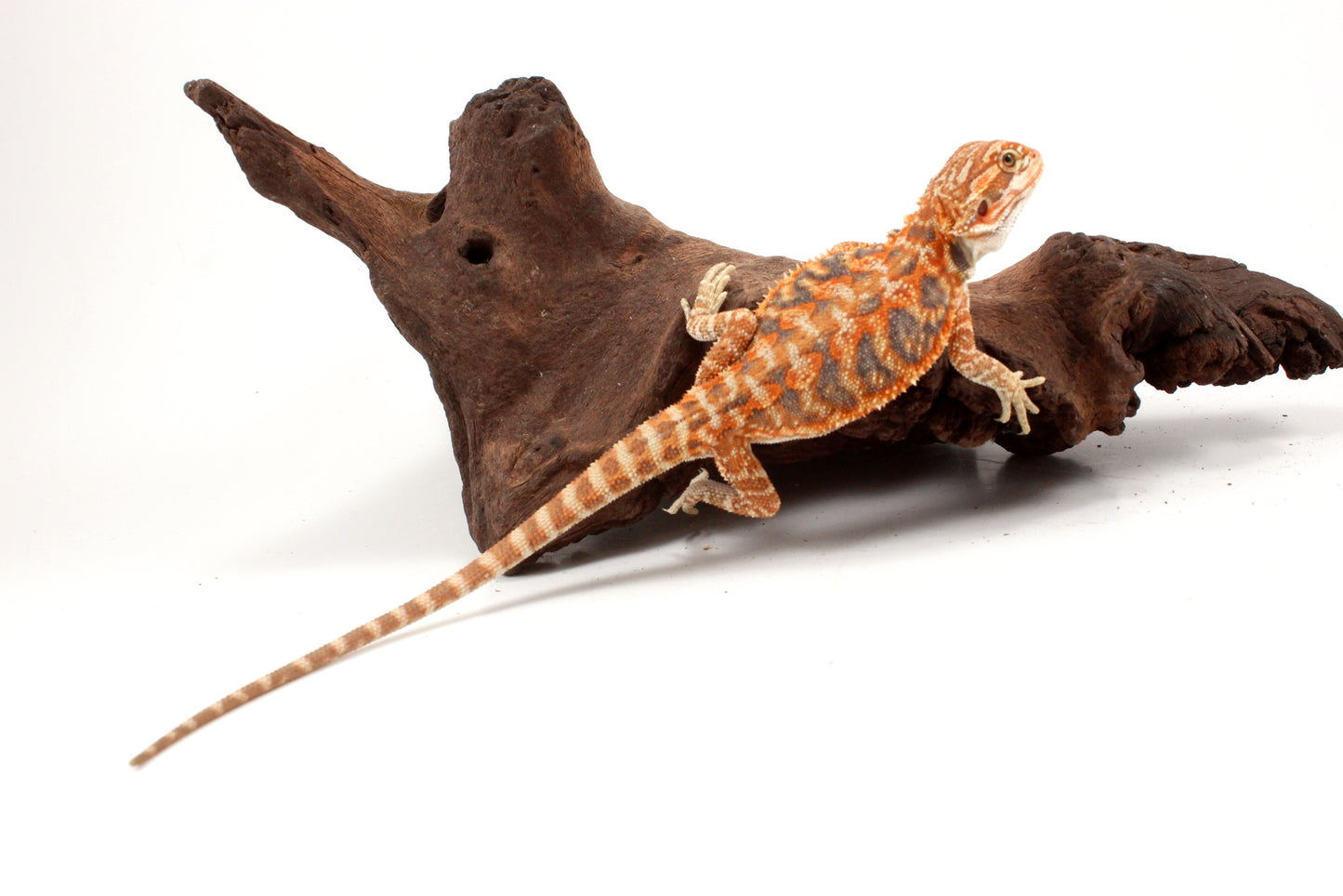 Hypo Leatherback Orange Tiger Blue Bar Bearded Dragon