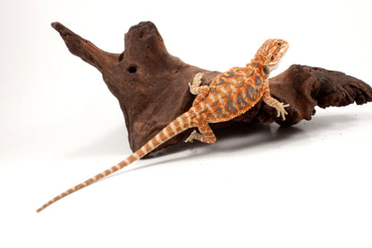 Hypo Leatherback Orange Tiger Blue Bar Bearded Dragon
