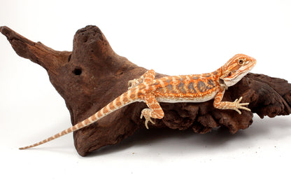 Hypo Leatherback Orange Tiger Blue Bar Bearded Dragon
