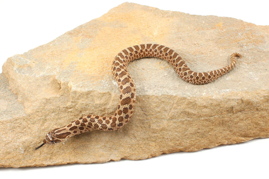 Western Hognose Snake