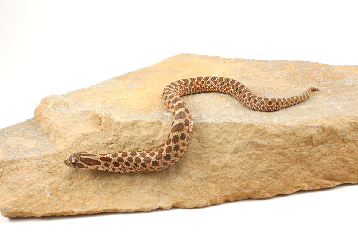 Western Hognose Snake