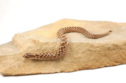 Western Hognose Snake