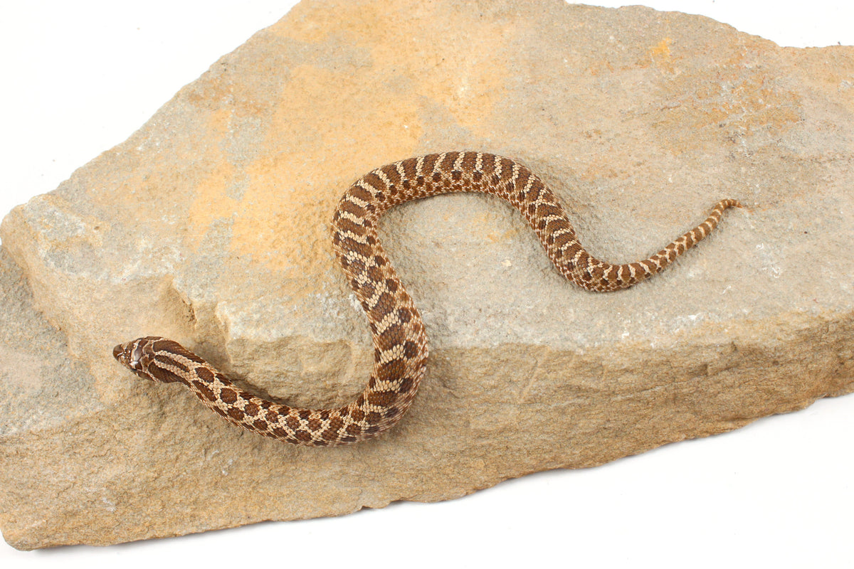 Western Hognose Snake