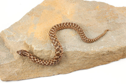 Western Hognose Snake