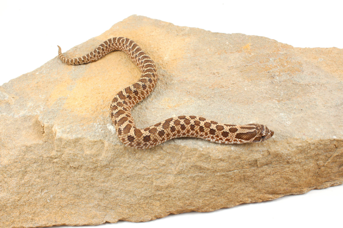 Western Hognose Snake