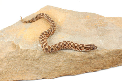 Western Hognose Snake