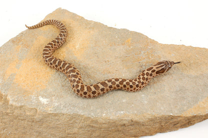 Western Hognose Snake