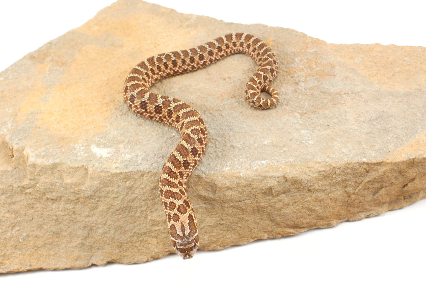 Western Hognose Snake
