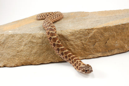 Western Hognose Snake