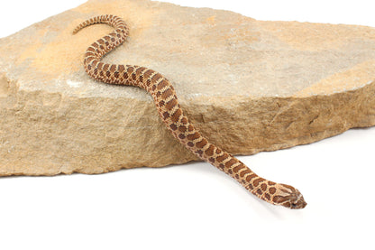 Western Hognose Snake