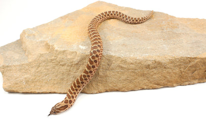 Western Hognose Snake